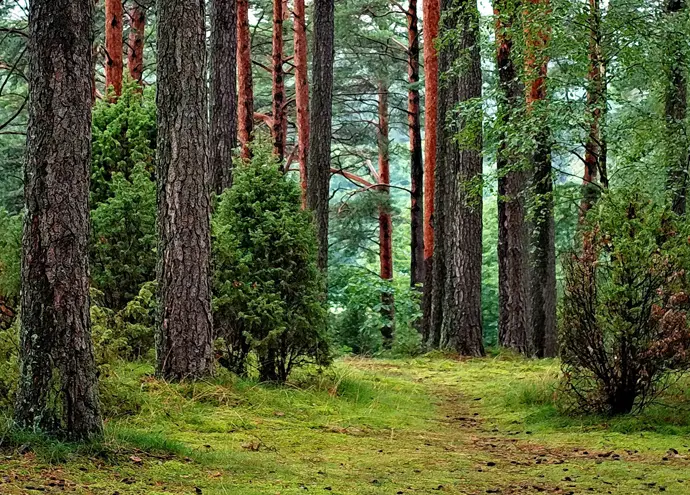 Leśna Pętla Przygód i Tajemnic w Mielnie